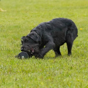 Апортировочный предмет 650 г для дрессировки ризеншнауцера «Fetch»